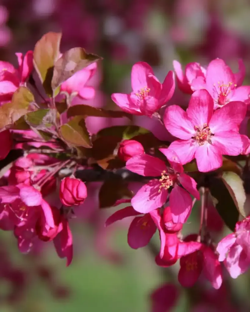 🌳 2. Flowering Crabapple (Malus spp.)