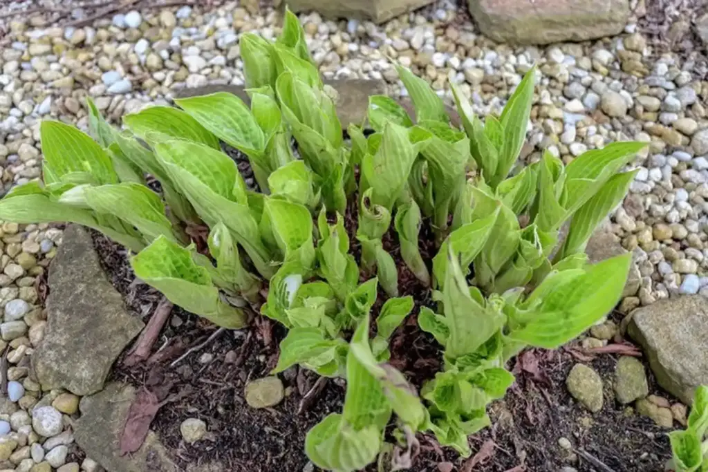 Potted Hostas