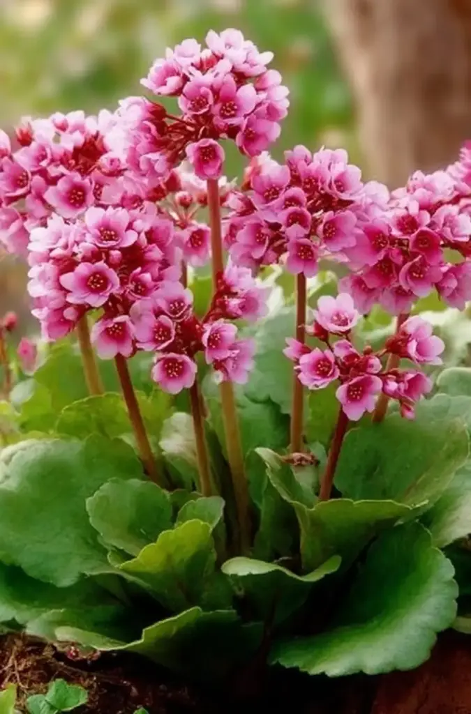 Bergenia