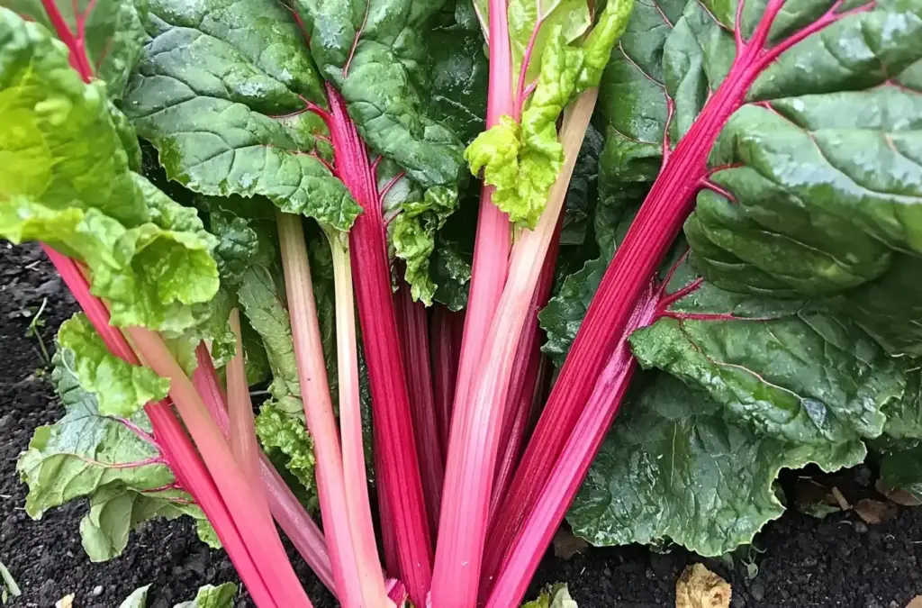 Rhubarb