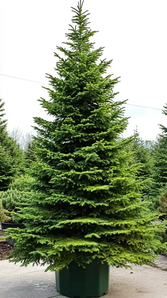 Weeping White Spruce
