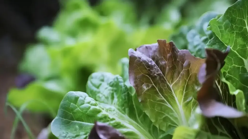 Lettuce