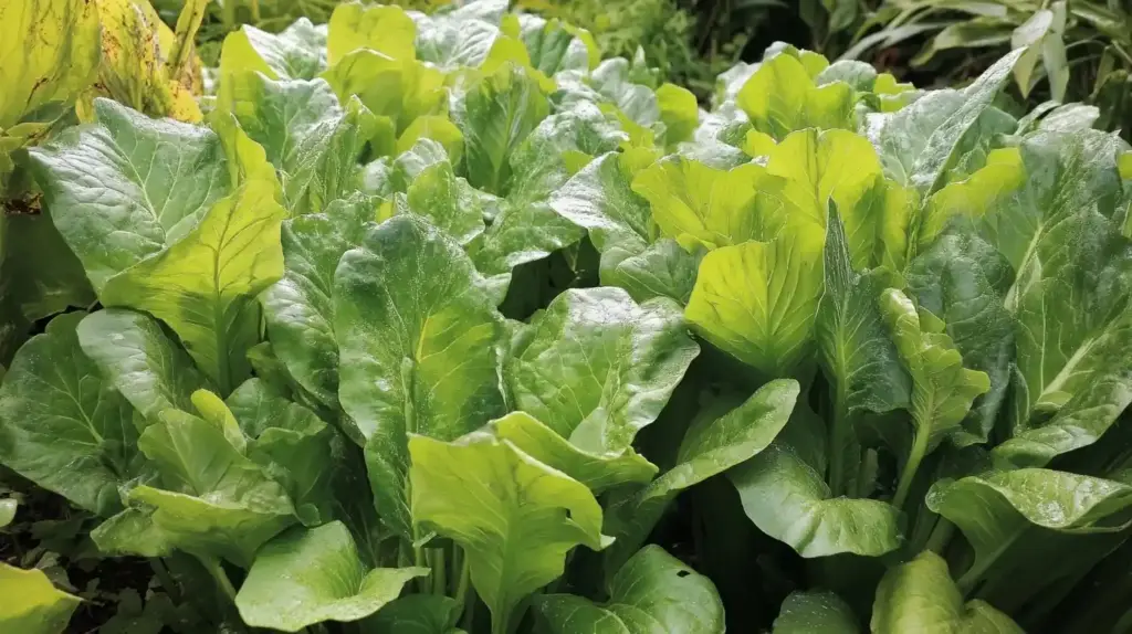 Mustard Greens
