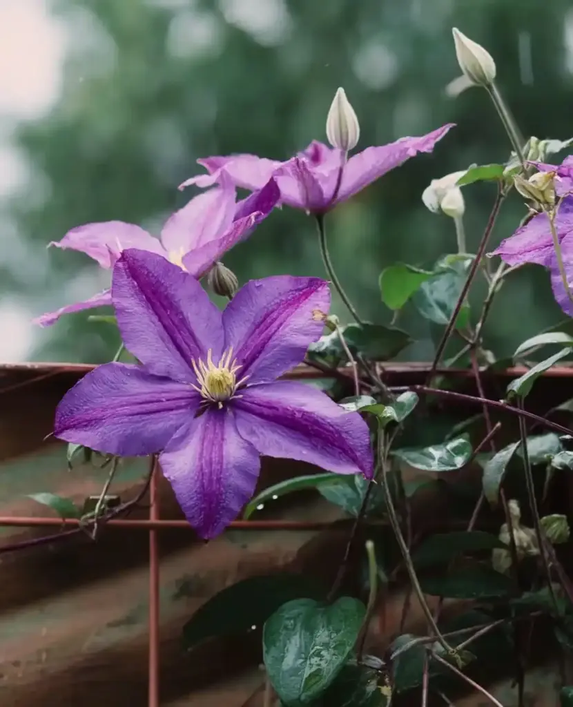Clematis