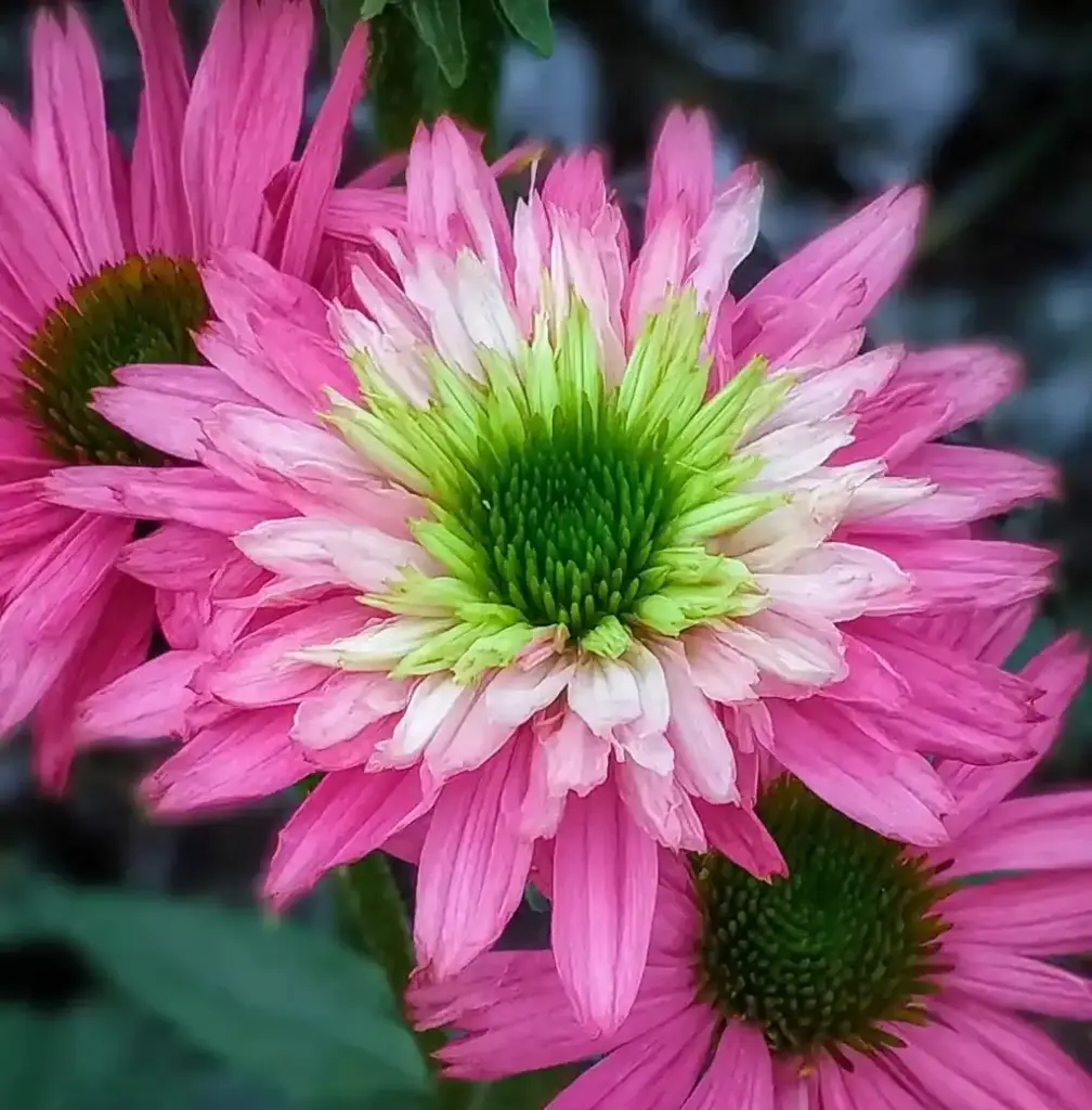 Coneflowers