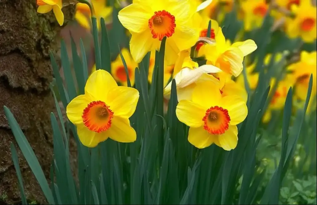 Daffodils