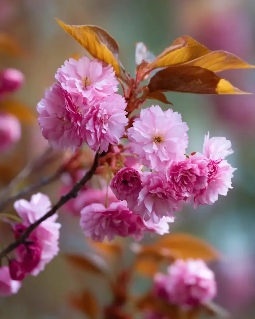 🌸 3. Flowering Cherry (Prunus serrulata)