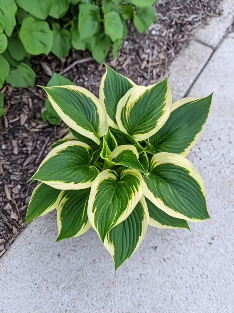 Hostas Thrive in Rich, Moist Soil