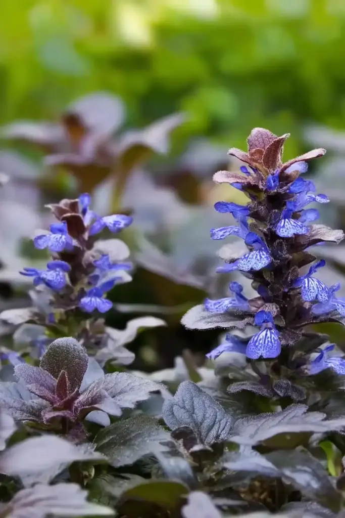 Ajuga