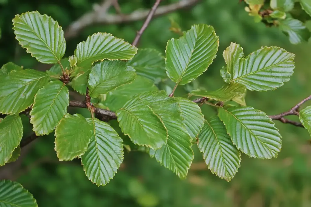 🌳 4. American Hornbeam (Carpinus caroliniana)