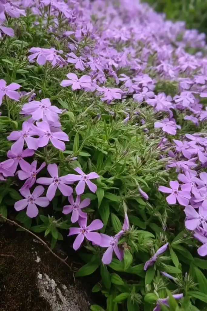 4. Creeping Phlox (Phlox subulata)