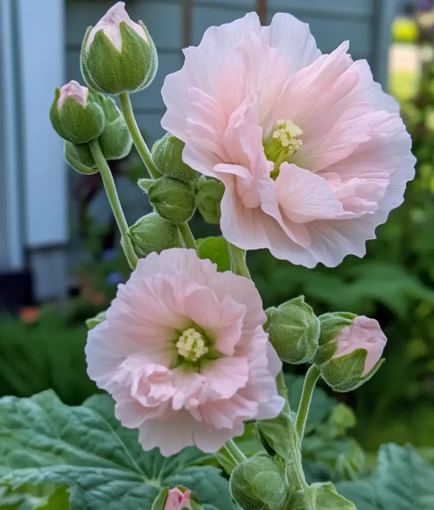 Geranium