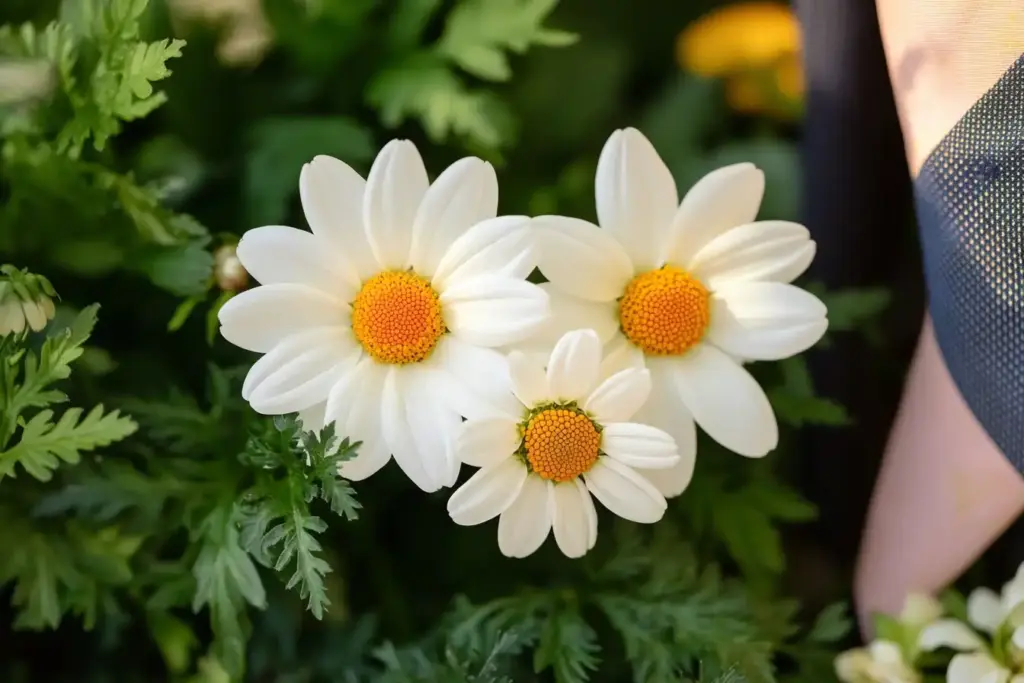Shasta Daisies