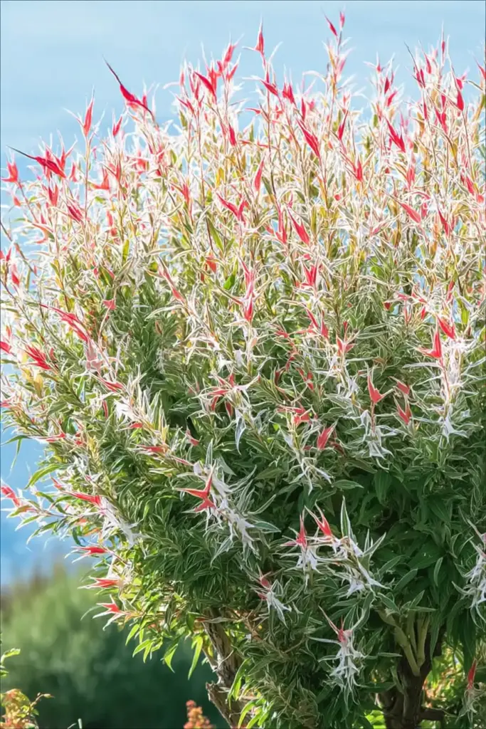Tricolor Willow
