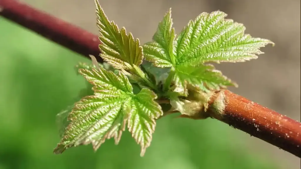 Growing Raspberries From Cuttings