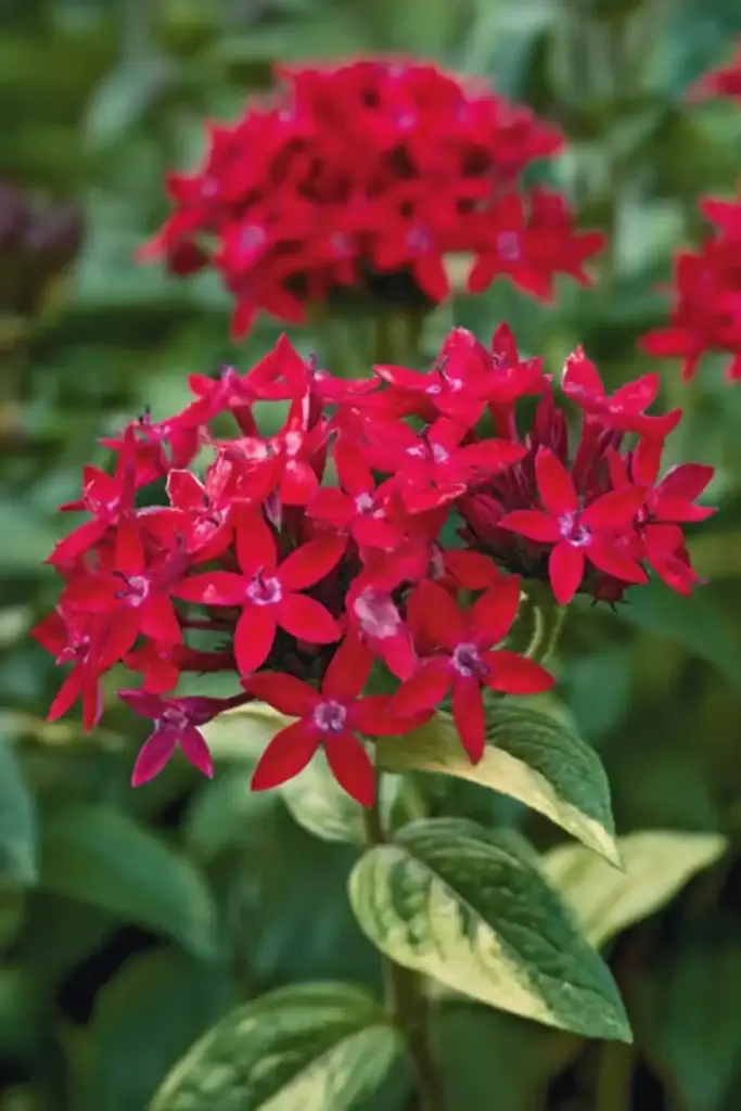 Pentas