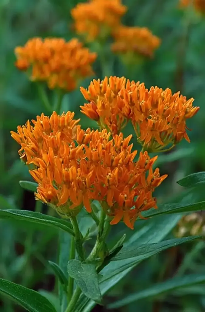 Butterfly Weed