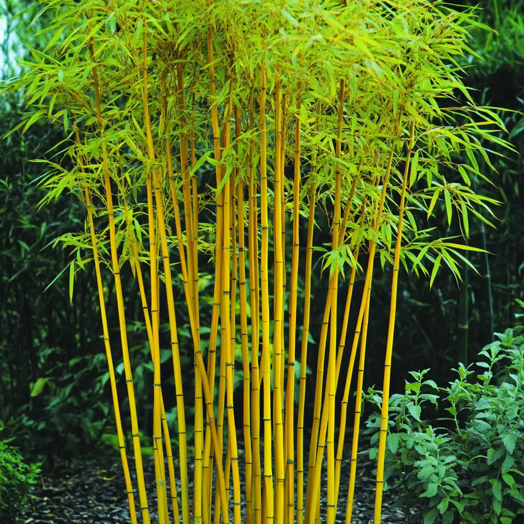 5. Clumping Bamboo