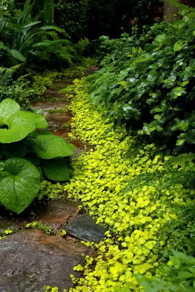 Creeping Jenny