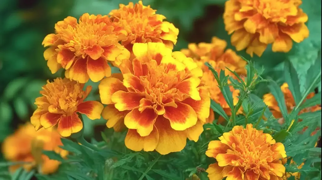 Marigold