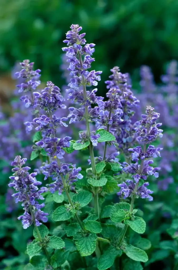 Catmint
