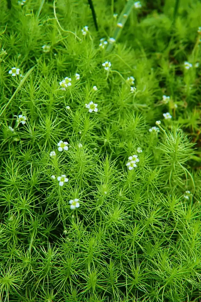 Scotch Moss