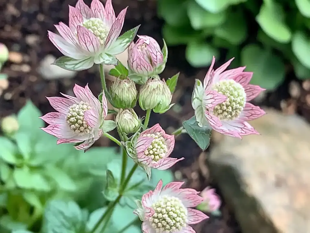 Astrantia