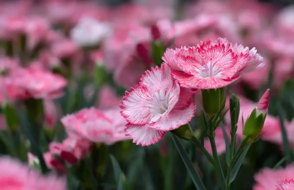 Dianthus