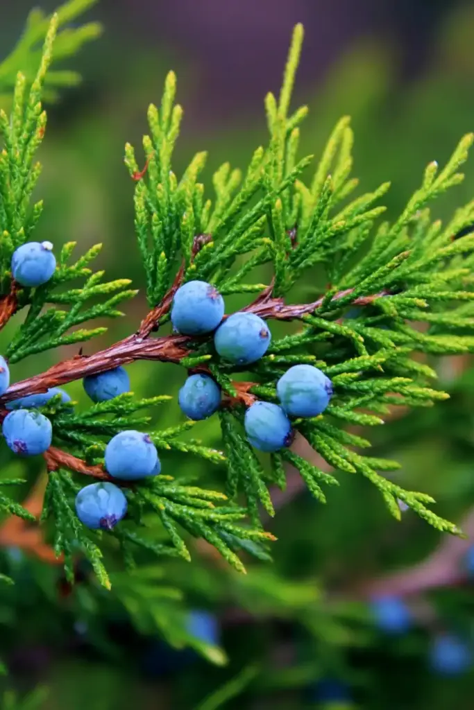 Juniper
