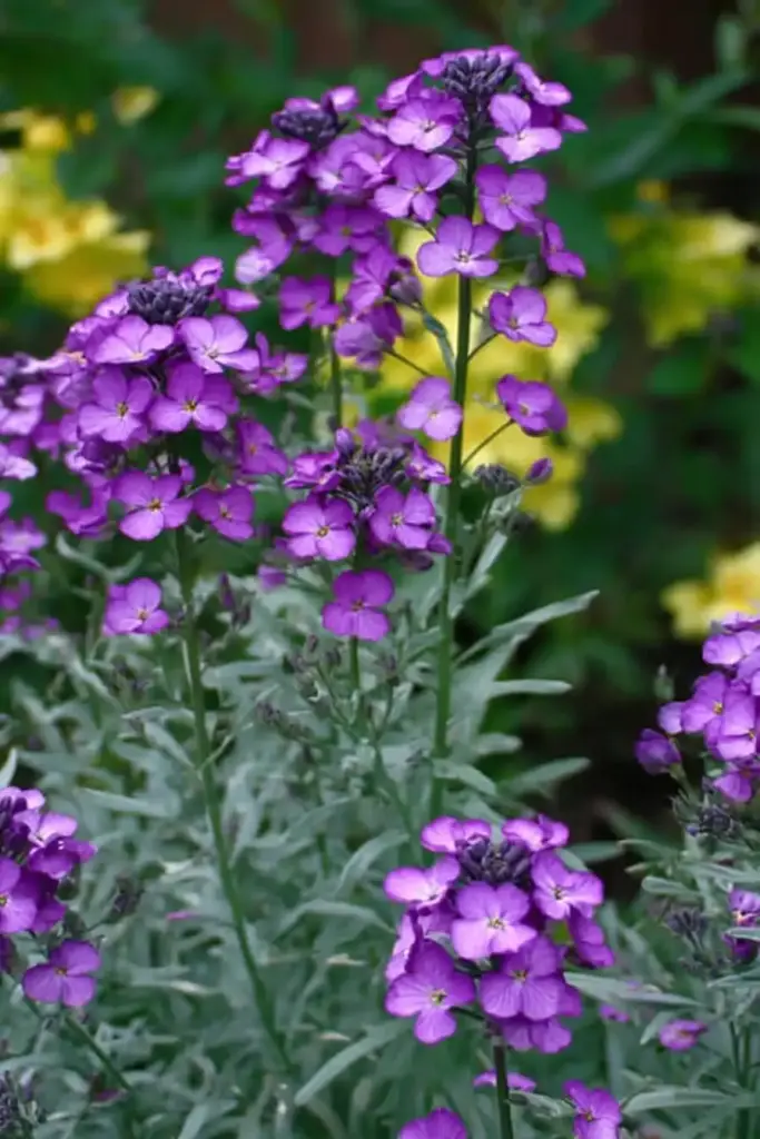 Erysimum