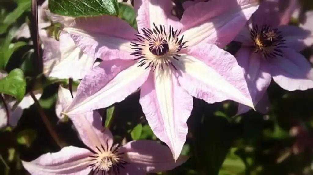 Pink Anemone