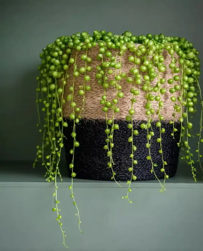 String of Pearls