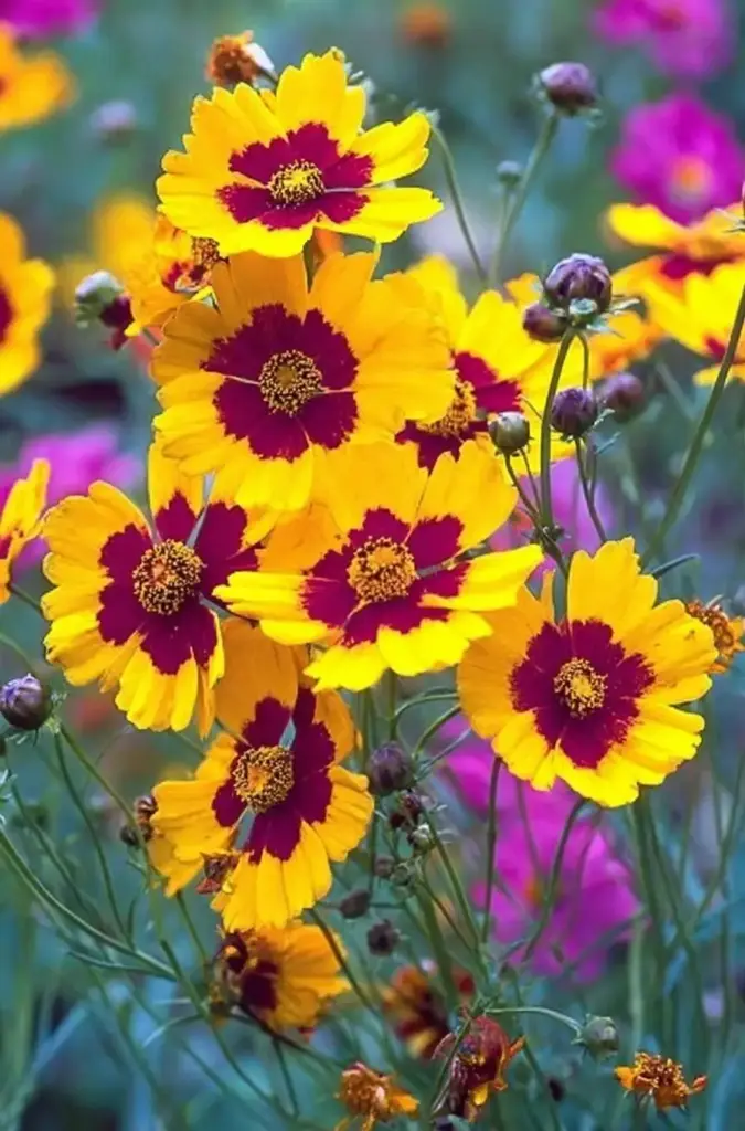 Coreopsis