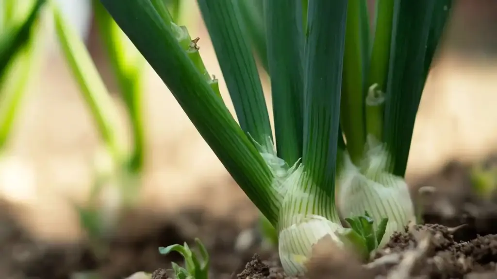 Green Onions