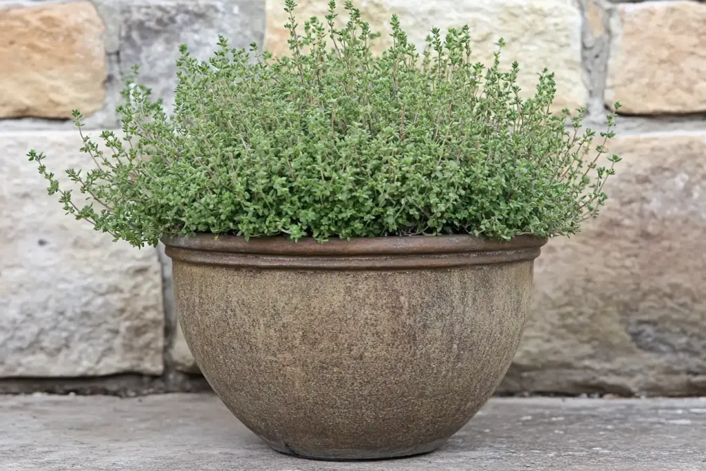 Common Thyme