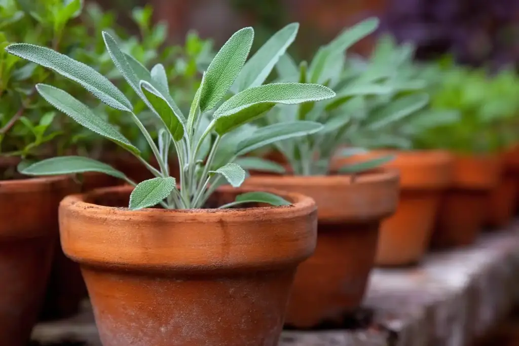 Garden Sage