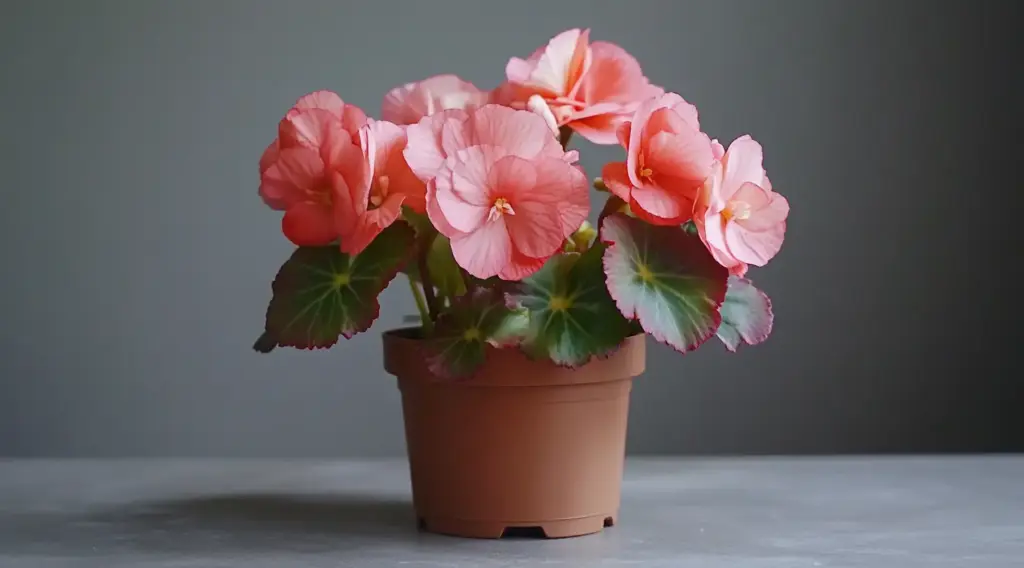 Begonia Varieties