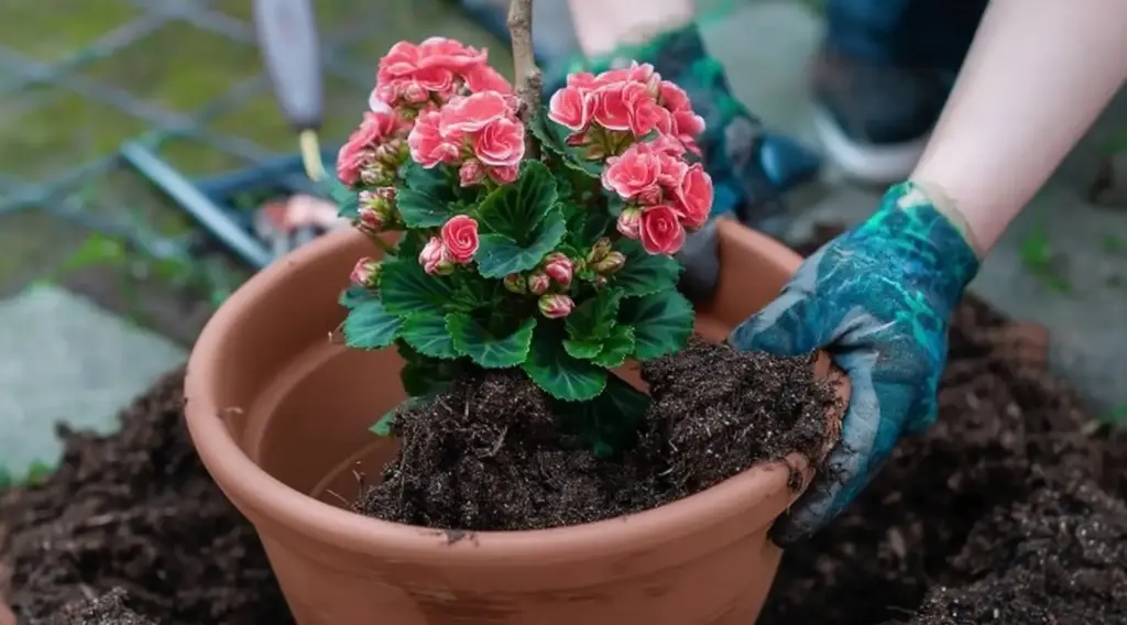 Plant