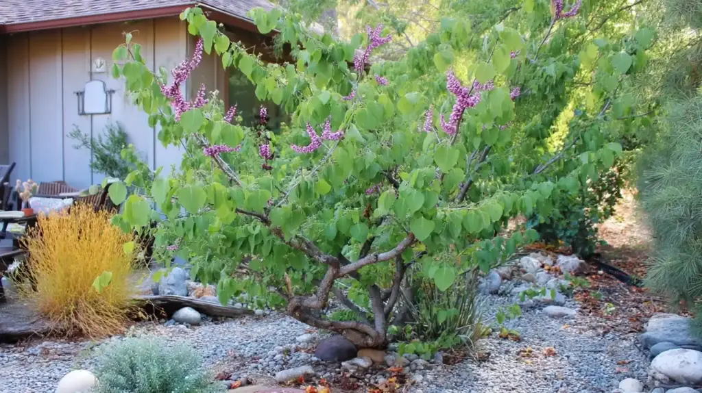Redbud