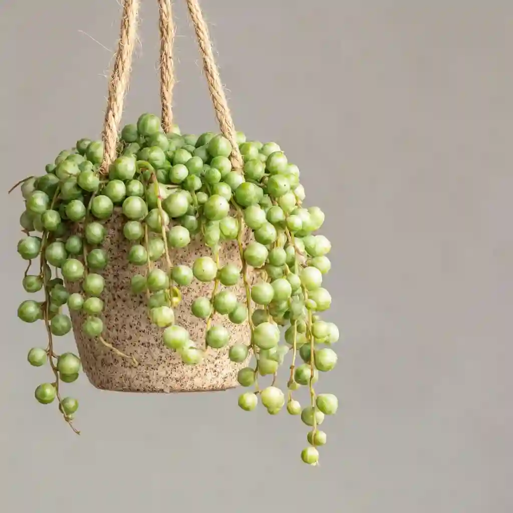 String of Pearls Plants