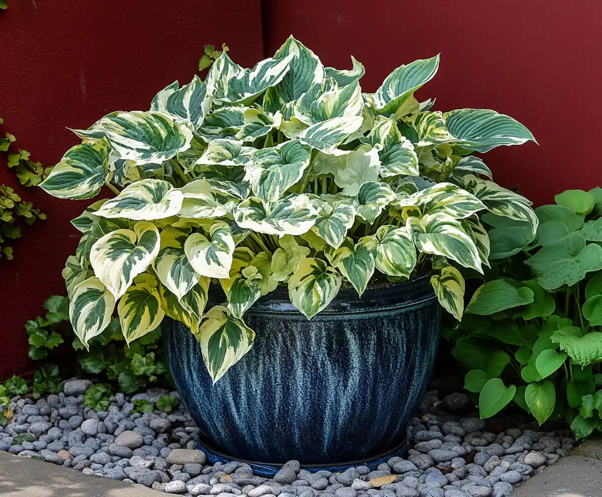 How to Grow Hostas in Containers