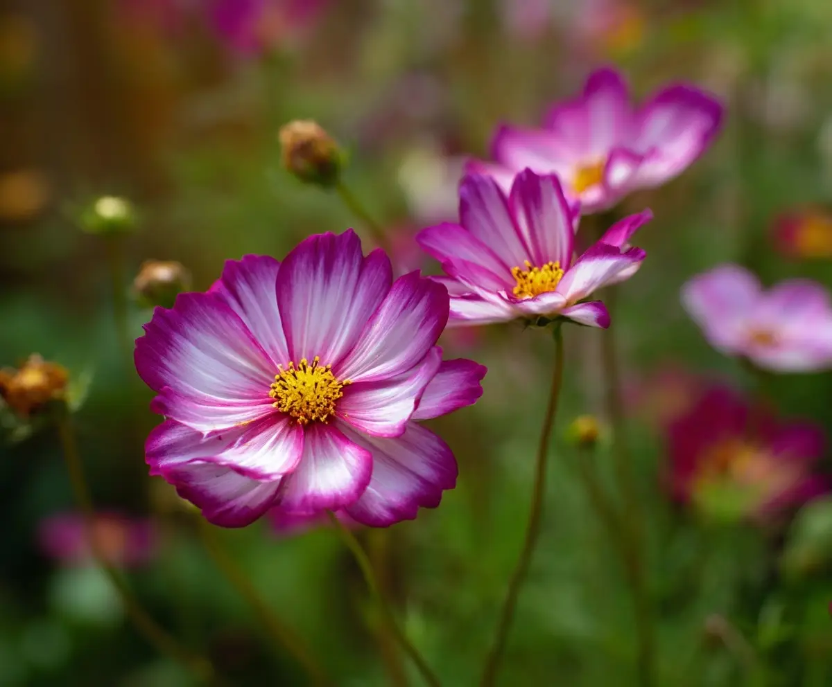 11 Best Full-Sun Annuals for a Colorful Summer Garden
