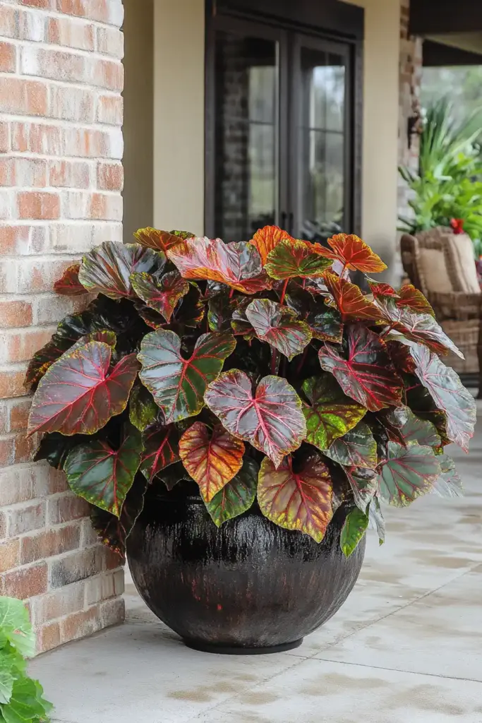 Grow Coleus in Containers