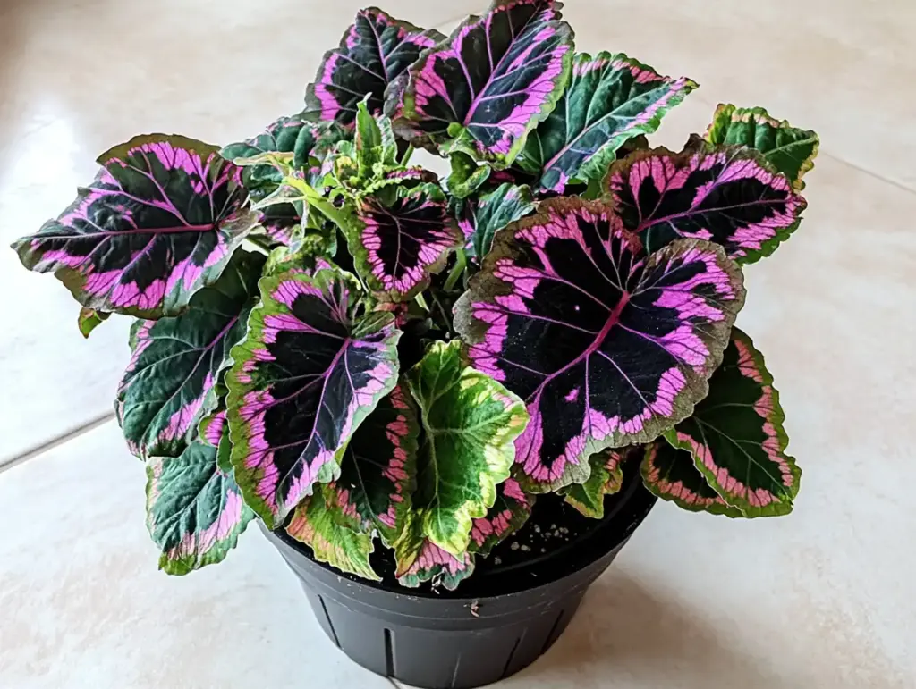 Plants to Grow with Coleus in a Container