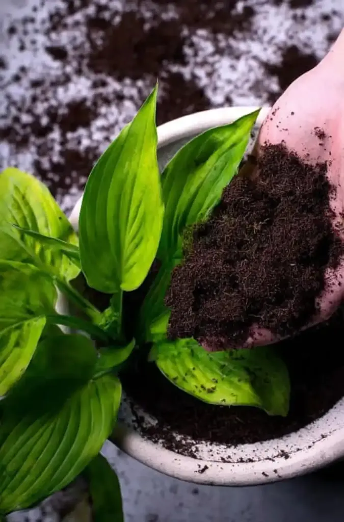 Grow Hostas in Containers