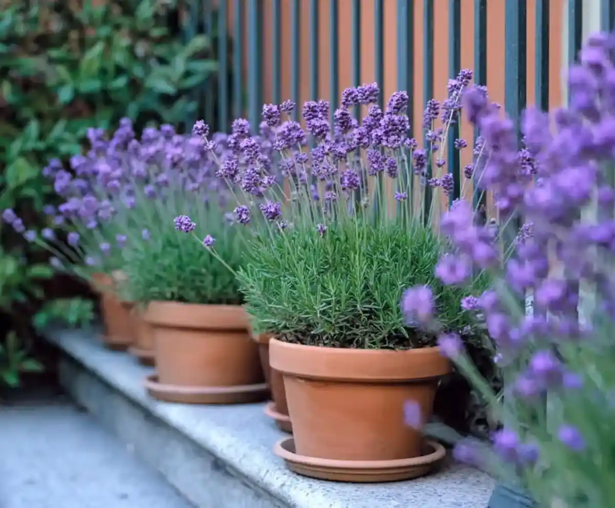 potted plants