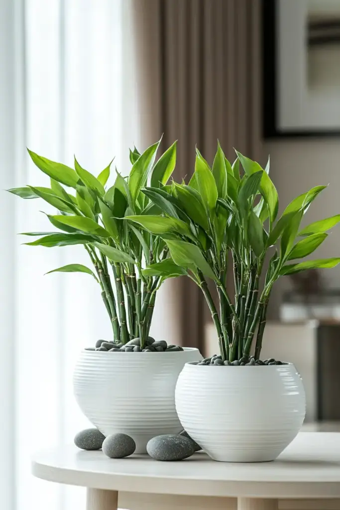 Lucky Bamboo
