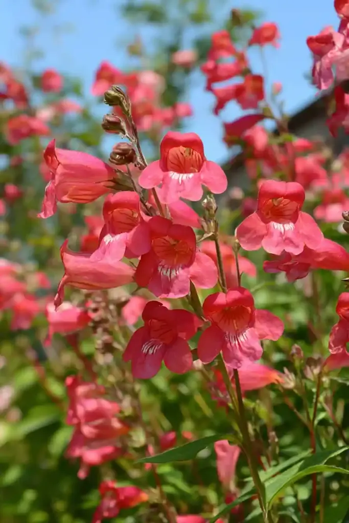 Penstemon