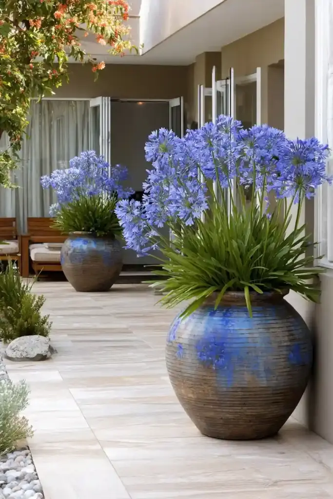 Agapanthus Patio Pots