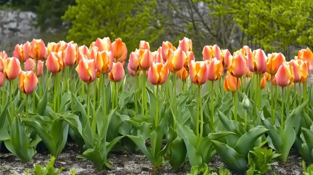 Fosteriana Tulips
